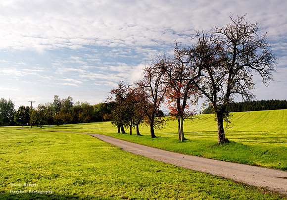 On the way to the forest- Kirchstetten