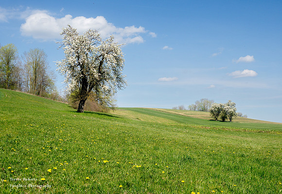 Flowering trees in Pilsbach