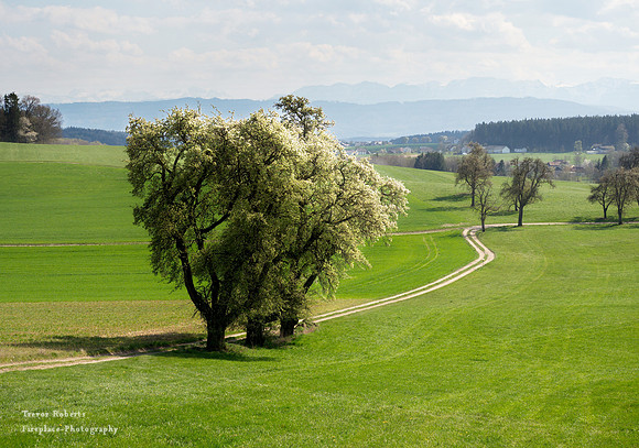 Flowering trees in Pilsbach