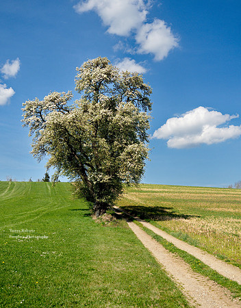 Flowering trees in Pilsbach