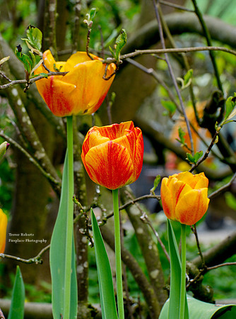 Garden April 2020