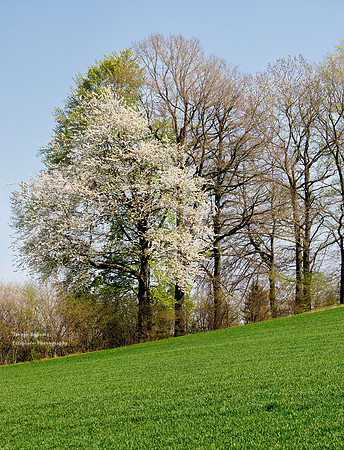 Flowering trees in Pilsbach