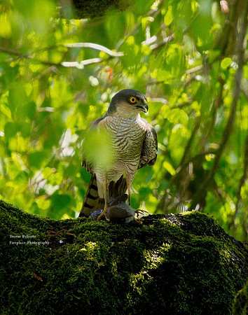 A sparrowhawk and its dinner in our garden