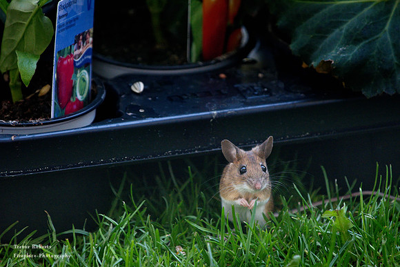 Cute little garden mouse 1