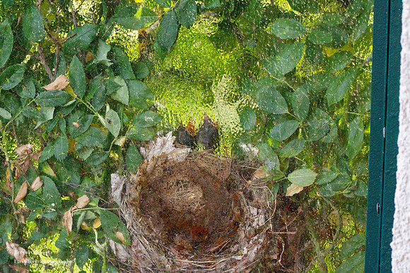 The chicks in the nest behind frosted glass on the balcony