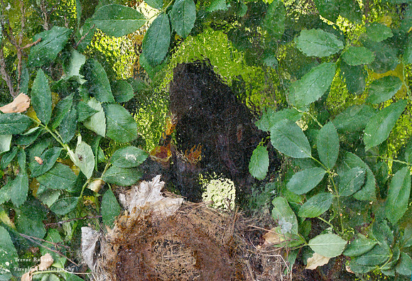 Behind frosted glass on our balcony- A blackbird feeds the chicks