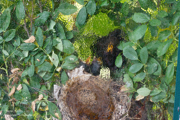 Behind frosted glass on our balcony- A blackbird feeds the chicks 2