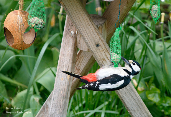 A colourful Woodpecker on the feeder