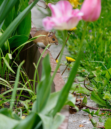Cute little garden mouse 2