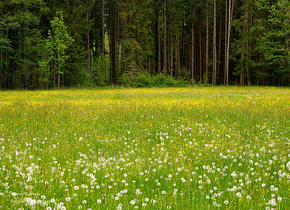 Redlbach May 2020