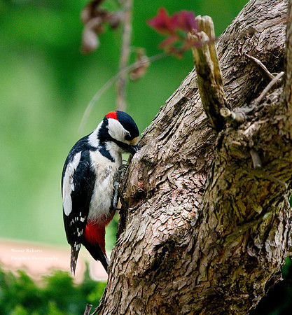 Woodpecker through the kitchen window