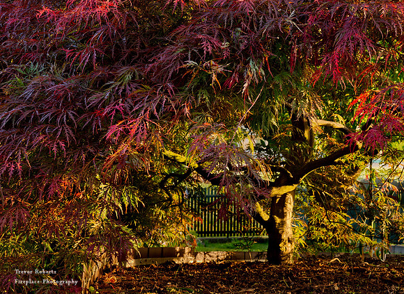 Enchanting light on the the little Japanese Maple tree in our garden