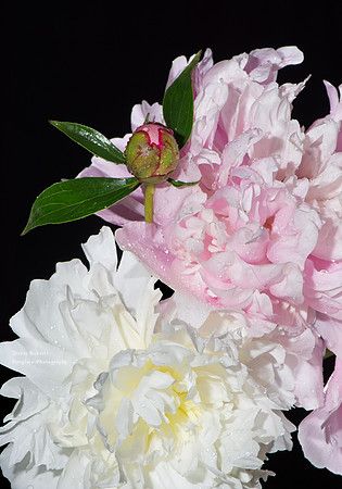Beautiful pink and white Peonies flowering in the first week of June 2020
