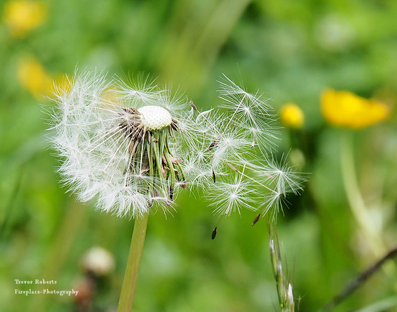 Dandylion