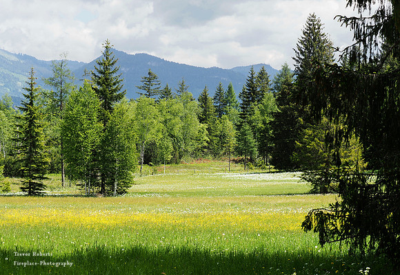 Flowering meadow in the wetland moor