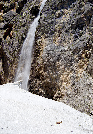 Riedinger Waterfalls  June 2020. A Chamois mountain goat gives some scale to the big waterfall