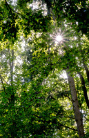 Sun stars peeking through the trees