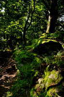 Enchanting places in the forest 1