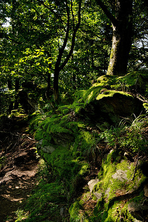 Enchanting places in the forest 1