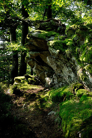 Enchanting places in the forest 2