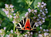 A Russian Bear Moth