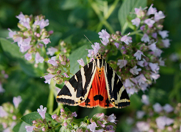 A Russian Bear Moth