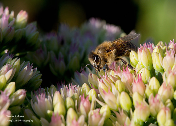 Busy bee working hard all day