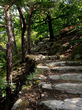 Through the forest  on the way to the castle ruins