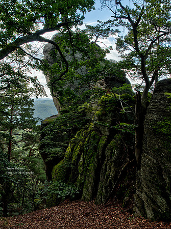 Through the darker parts of the forest