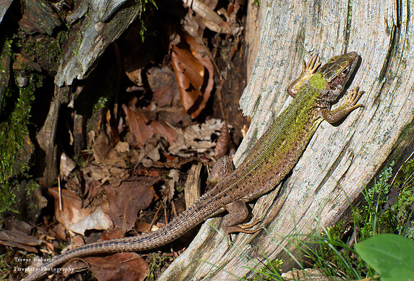 A Smaragd lizard sunning himself  on a branch