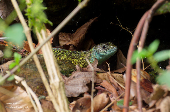 A smaragd lizard hiding among the leaves