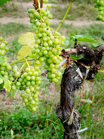 White wine in the making