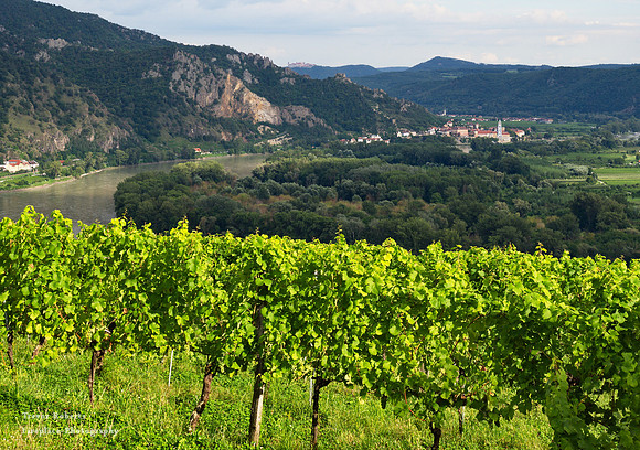 Looking back over a wineyard to Dürnstein