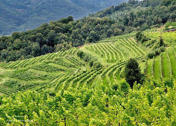 Pretty patterns in the Vineyards