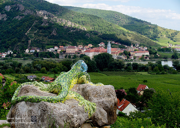 A  big green Smaragd lizard peering over to Dürnstein
