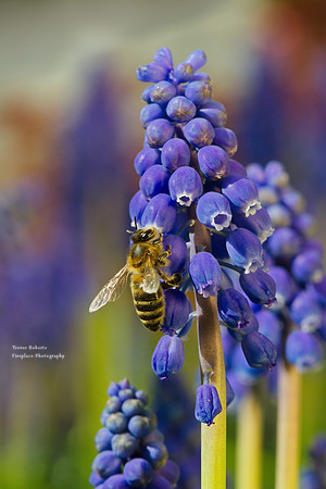 Grape Hyacinth - Muscari armeniacum