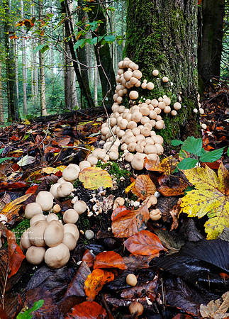 Autumn can be cold and wet but the mushrooms love it