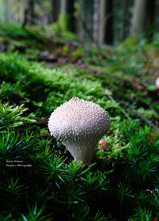 A Corona Mushroom ?