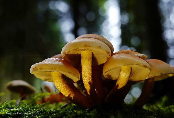 Some small mushrooms Standing tool below the big trees