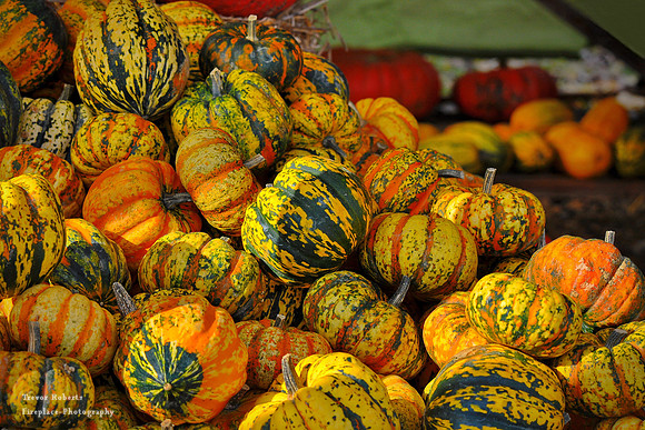 Every colour pumpkins