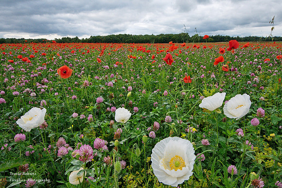 Red Poppy Field with Clover