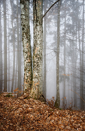 A foggy day on Gmnunderberg #1