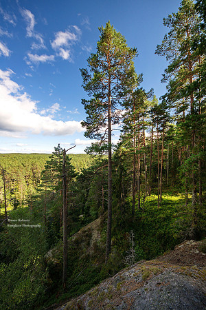 Spot of Light in the forest at Tviden