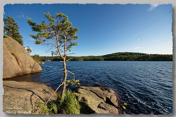 Lonely tree by the lake