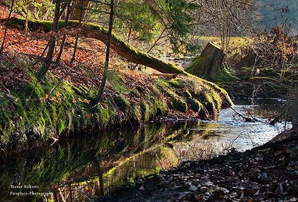 Fantasy Land Forest