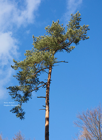 lone tree