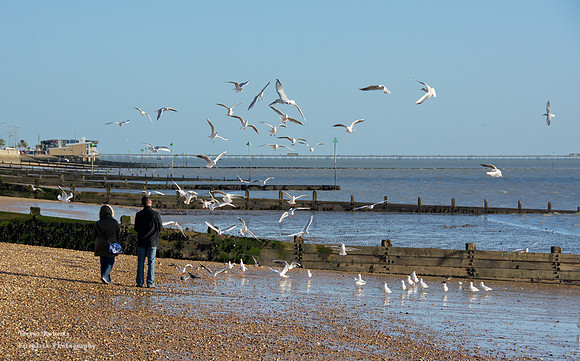 Feeding the seaguls on the beach at Westcliff - Favourite foto !