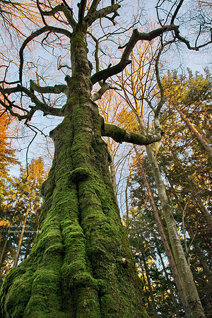 King of the Forest