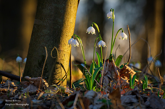 Snowbells taking a sunbath in the evening light