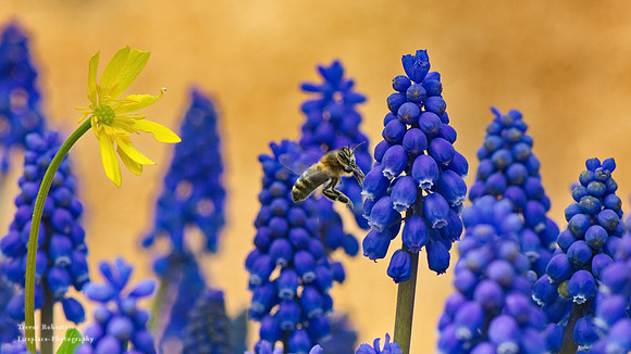 Grape Hyacinth